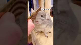 Cute rabbit's brain