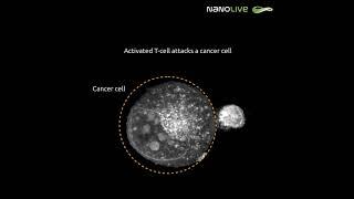 Activated T cell attacks a cancer cell