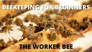 Beekeeping for Beginners, the Worker bee