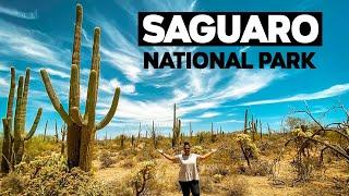 Saguaro National Park | Travel Guide