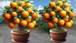 Great Technique For Grafting Oranges Trees From Cutting Faster With Aloe Vera