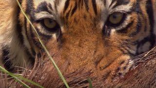 Rare Tiger vs Boar Fight | BBC Earth