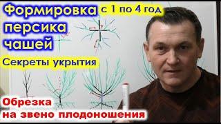 Формировка ПЕРСИКа ЧАШЕЙ, с 1 по 4 год. Обрезка на звено плодоношения. Секреты зимнего укрытия.