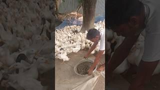 A boy feeding snails to the ducks #duck #snails #shorts #shortvideo