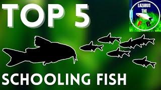 Top 5 Schooling Fish For Your Aquarium (EASY TO KEEP)