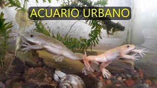 Acuarios, peces , ranas , Langosta australiana  ACUARIO URBANO