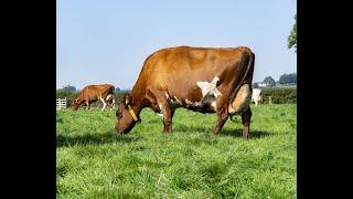 Ayrshire cattle breed promotion video