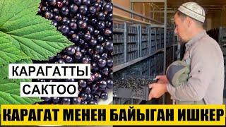 Карагатты сактоонун укмуштудай ыкмасы. Сапаттуу КАРАГАТ көчөт алыңыздар, тел: 0502553399, 0555553398