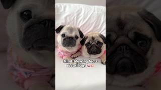 Mind-blowing facts about PUGS  #pug #dog #shorts