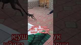 кучук #прикол  #смех  #собака  #машинабозор  #приколы