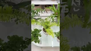 요즘 키우기 좋은, 느좋 고사리 7가지🪴 #고사리키우기 #식물추천 #식물가게 #수원식물