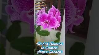 Orchid Flowers in Gamer Abyzz Garden | Cattleya and Phalaenopsis orchid variants