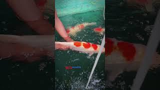 Japanese koi fish breeding tricks