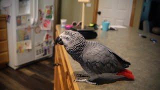 Is Bean Ready to go Home?! | Bean The African Grey's Story