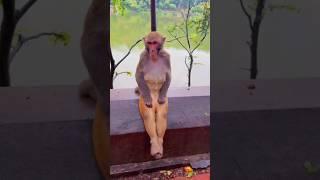 Never make a woman waiting ️ #funnyvideo #funnyanimal #monkey #adorableanimals #animalshorts