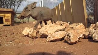 Coolest warthogs in Namibia