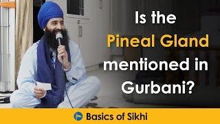 Is the Pineal Gland mentioned in Gurbani/Sikhi? Q&A