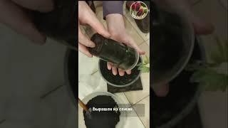 Japanese maple *Японский клен пересадка Seedlandia - семена и саженцы декоративных растений для дома