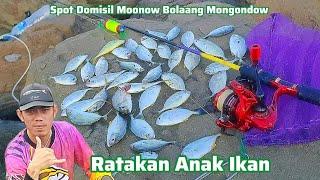 Ratakan Baby GT dari pinggiran pantai sampai ke sungai⁉️ Di spot Domisil Moonow Bolaang Mongondow!