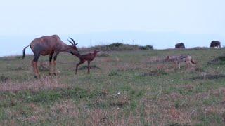 Topi mother defending her calf against an opportunistic jackal