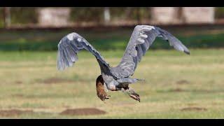 Young Great Blue Heron is a good gopher hunter