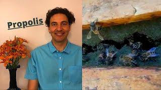 Happy-Culture Apitherapy: What is bee propolis? What are the benefits of propolis?