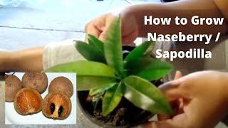 Growing Sapodilla/Naseberry/Sapote/Chikoo - UK