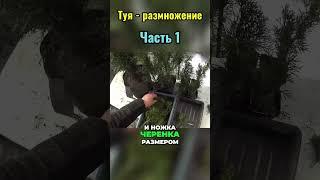 Размножение Туи (часть 1) #растения #туя #сад