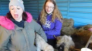 Valais lambs feeding at Lucky Tails ALpaca farm