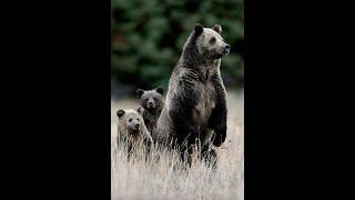 Wildlife Photography 4K-Grizzly Bear Blondie & 2 Cubs-Best-Jackson Hole/Grand Tetons/YellowstonePark