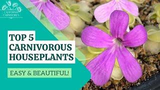 5 Easiest Carnivorous Houseplants