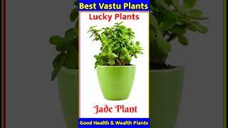 Best Vastu Plants Lucky Indoor plants | Health and Wealth plant