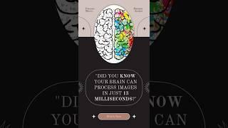 How Fast Can Your Brain Process Images? " #brainfacts #didyouknow #interestingfacts