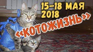 КОТОЖИЗНЬ!  15-18 мая 2018