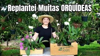 REPLANTEI Duas Caixas Lotadas de ORQUÍDEAS, Cattleyas, Denphal, e Phalaenopsis | Juliane Becker