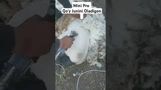 Qo'y Junini Oladigon MiniPro Klentimizdan Video Obzor