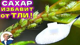 Тля в саду и огороде? Все способы борьбы с вредителем!