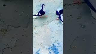 Pigeons Matting #pigeon #matting #kabootar #trending #short #video