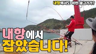 내항에서 이런 고급어종이? 염장지렁이 원투  [캠낚세끼] / 추자도 낚시n캠핑 / caravan / camping car / Fishing / 캠핑카