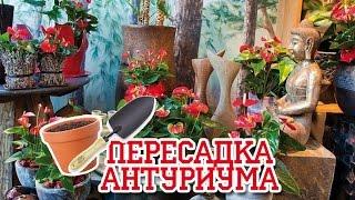 АНТУРИУМ / Пересадка в отдельные горшочки