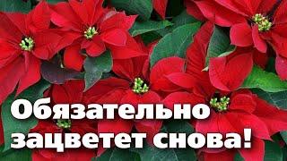 СЕКРЕТЫ ВЫРАЩИВАНИЯ РОЖДЕСТВЕНСКОЙ ЗВЕЗДЫ - ПУАНСЕТТИИ.  Это цветок на долгие годы!