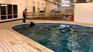 Equine Rehabilitation Center | Equine Swimming Pool Demo