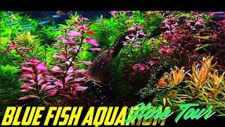 Blue Fish Aquarium Store Tour in Michigan!