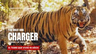 El Tigre Indomable de Bandhavgarh | CHARGER #nature #viral #lion #animal