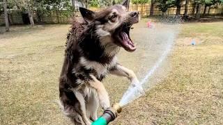This Dog LOVES the Hose Water Even More then Kira!
