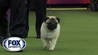 Biggie the Pug wins the Toy Group | WESTMINSTER DOG SHOW (2018) | FOX SPORTS