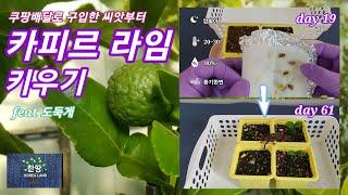 쿠팡배달로 구입한 씨앗부터 카피르 라임 키우기 (how to grow kaffir lime from seed boughted coupang delivery )