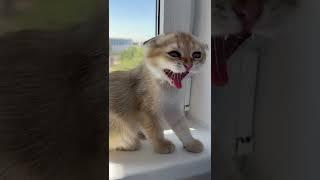 Покажи натуральное питание для кошек SUPERPET — видео-распаковка и отзыв от кота Рэя и его хозяйки