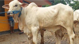 9.500‼️PECINTA PO WAJIB MERAPAT | Pasar Sapi Tuban