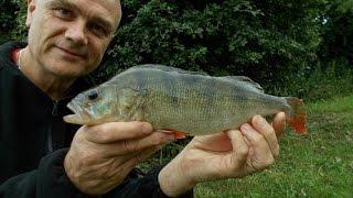 Canal perch fishing - Stewart Bloor's Blog (entry 678)